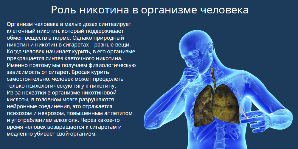 Роль органов человека. Никотин в организме человека. Роль никотина в организме. Выработка никотина в организме человека. Что вырабатывает никотин в организме человека.