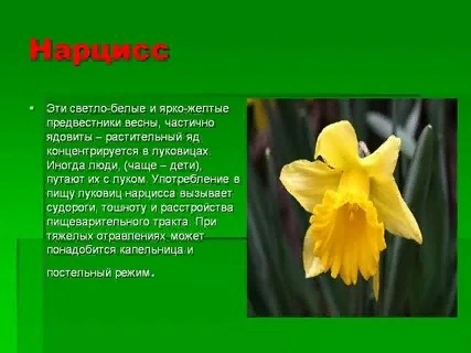 Нарциссы текст. Нарцисс ядовитое растение. Нарцисс информация о цветке. Нарцисс описание. Нарцисс презентация.