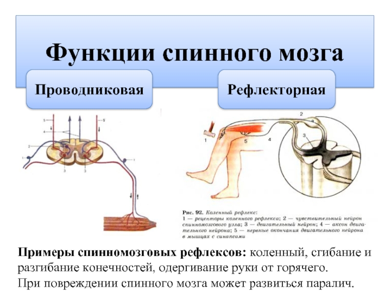 Обеспечение рефлексов. Рефлекторная дуга коленного рефлекса. Отделы рефлекторной дуги спинного мозга. Коленный рефлекс дуга сегмент. Функции рефлекторной дуги спинного мозга.