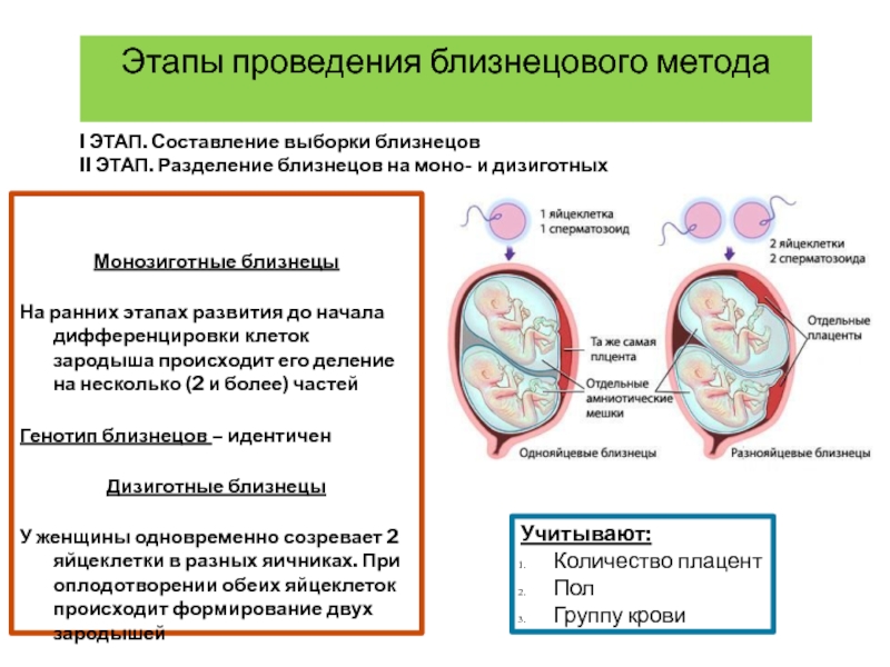 Почему однояйцевые близнецы имеют одинаковый генотип. Близнецовый метод исследования этапы. Сущность Близнецового метода. Этапы развития близнецов. Близнецовый метод примеры заболеваний.