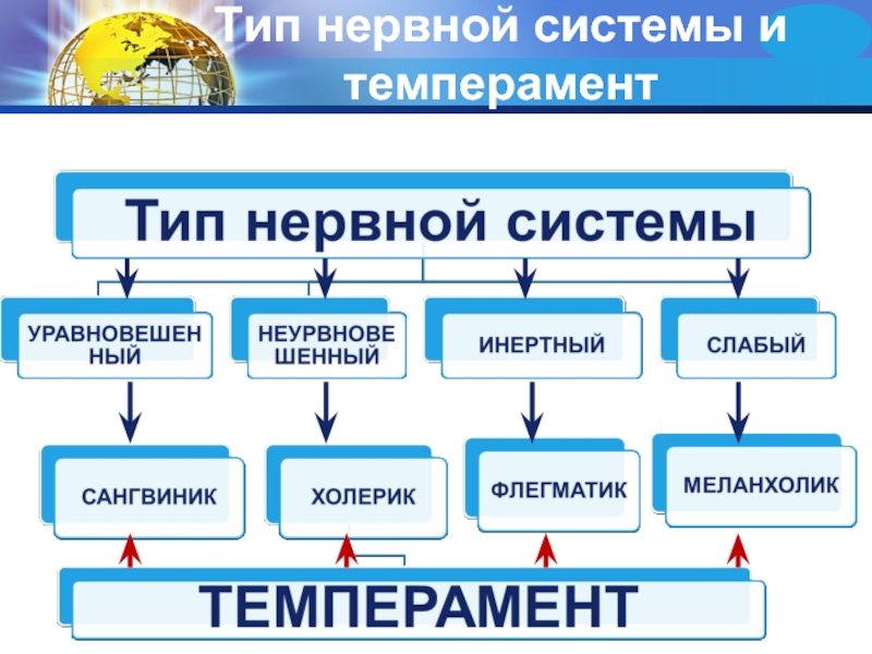 6 типов нервной системы