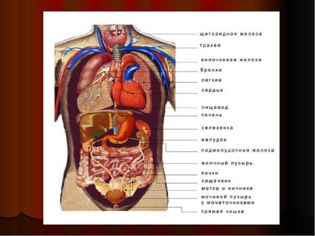 Органы человека расположение с названиями. Строение внутренних органов сбоку. Анатомия человека в разрезе внутренние органы. Строение органов человека спереди. Строение тела мужчины внутренние органы фото с надписями спереди.